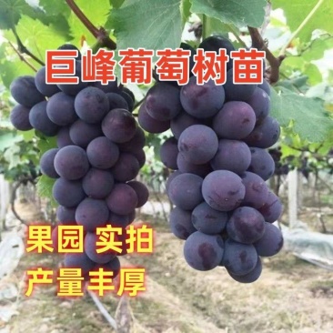 巨峰葡萄树苗，基地直发，保证品种，质量，成活，保证结果