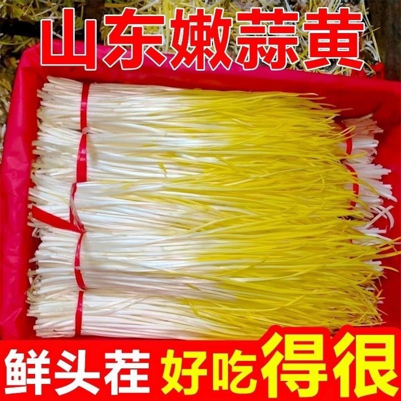 山东产地头茬蒜黄大量上市产地直销一手货源电商