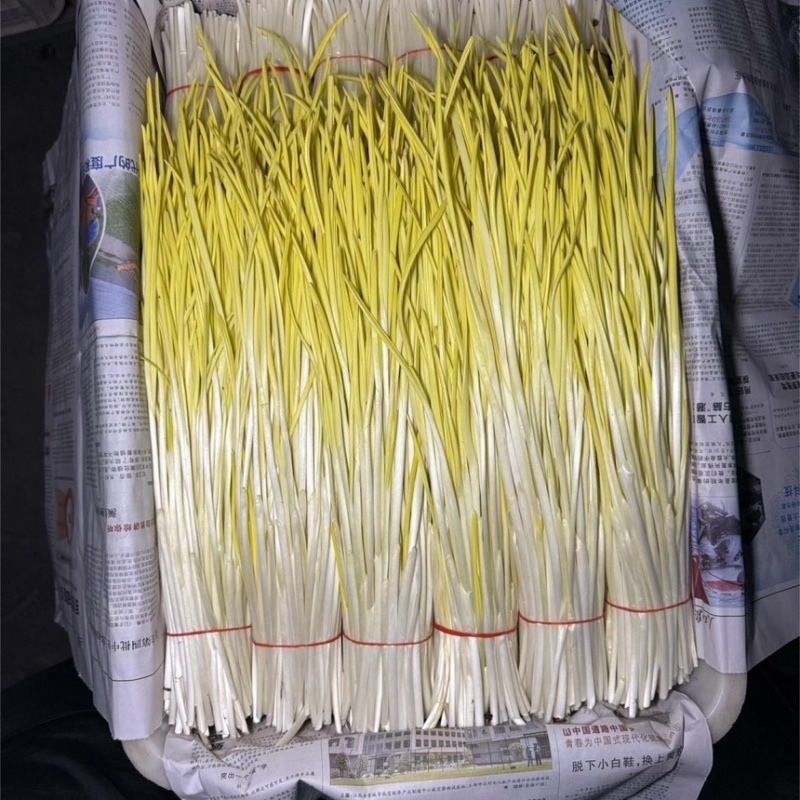 山东产地头茬蒜黄大量上市产地直销一手货源电商