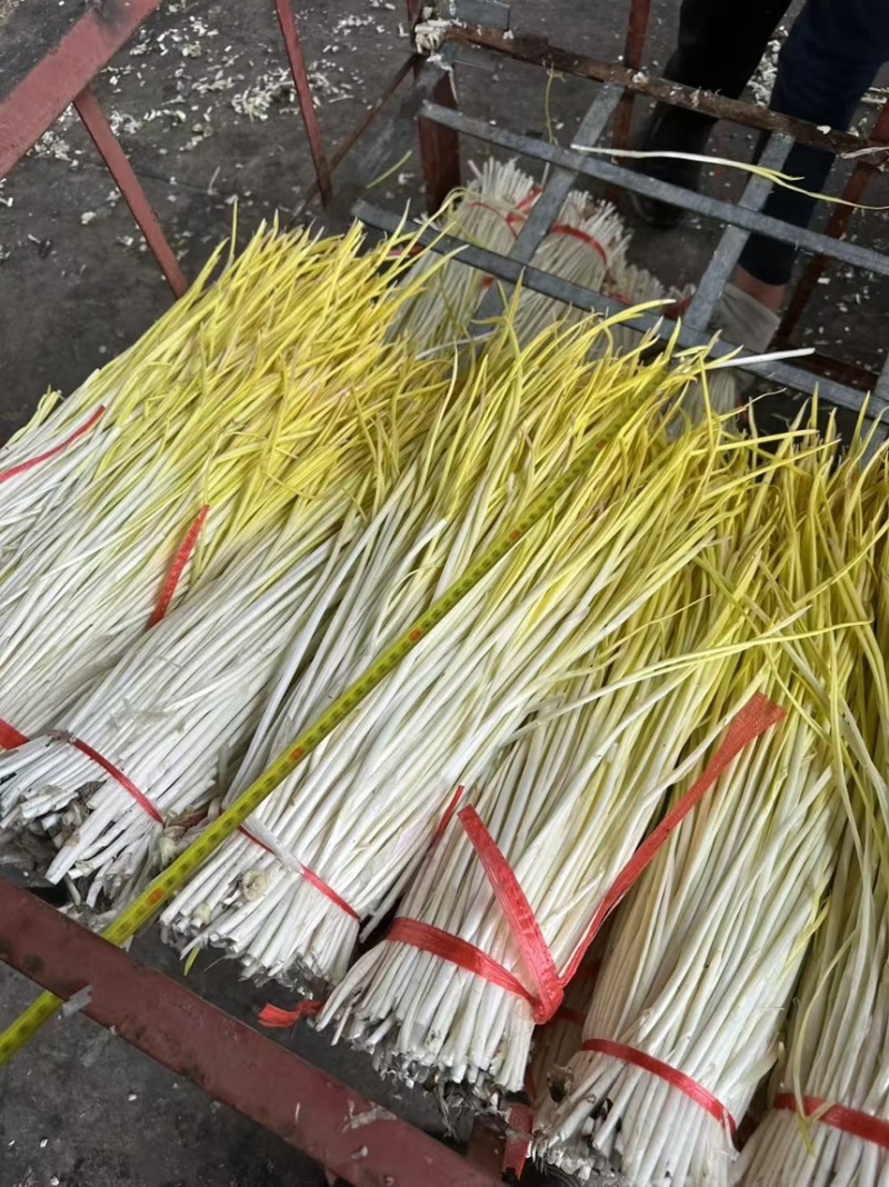 山东产地头茬蒜黄大量上市产地直销一手货源电商