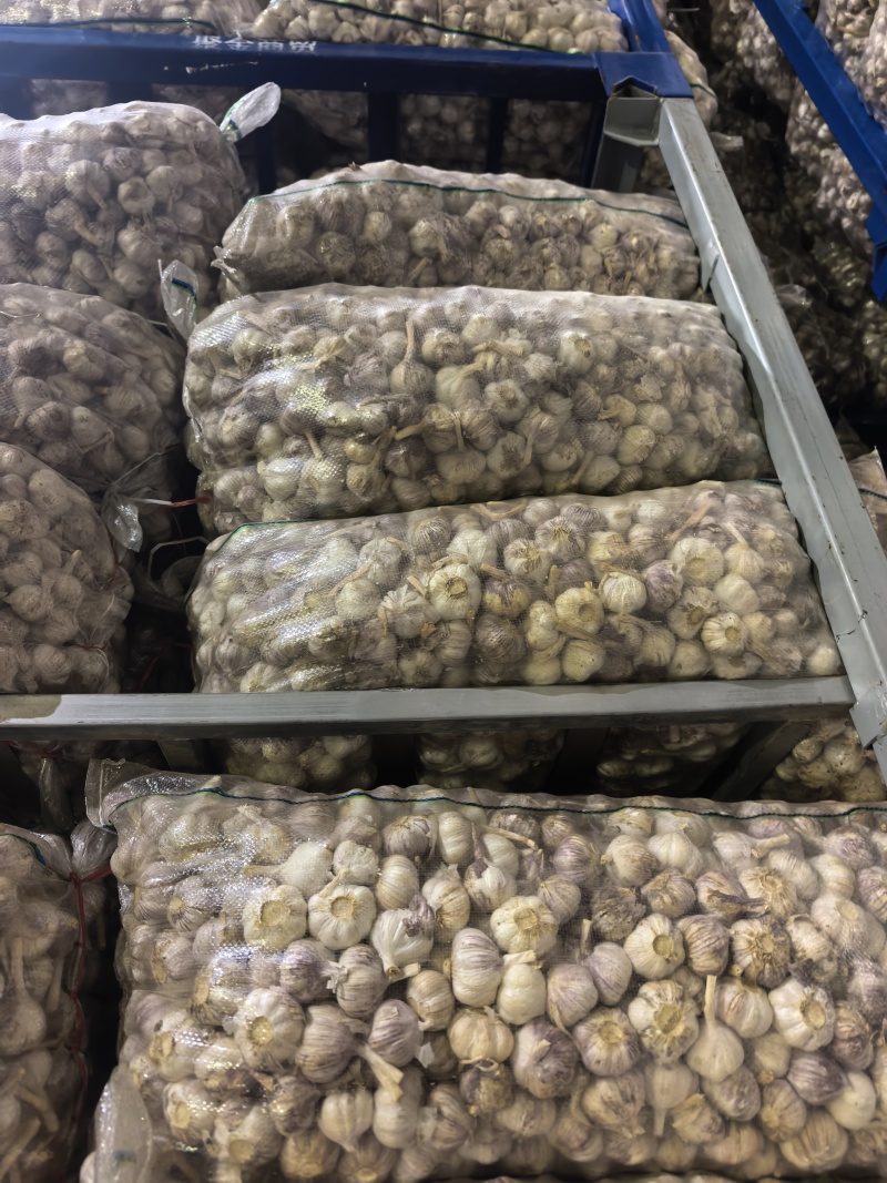 原皮小三级小蒜，颜色皮毛好，硬度好，紫红皮小蒜