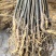 川黄柏苗药用绿化苗自产自销量大价优