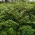 川黄柏苗药用绿化苗自产自销量大价优