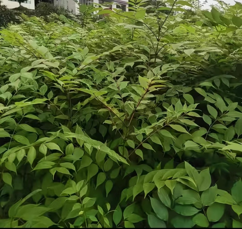 川黄柏苗药用绿化苗自产自销量大价优
