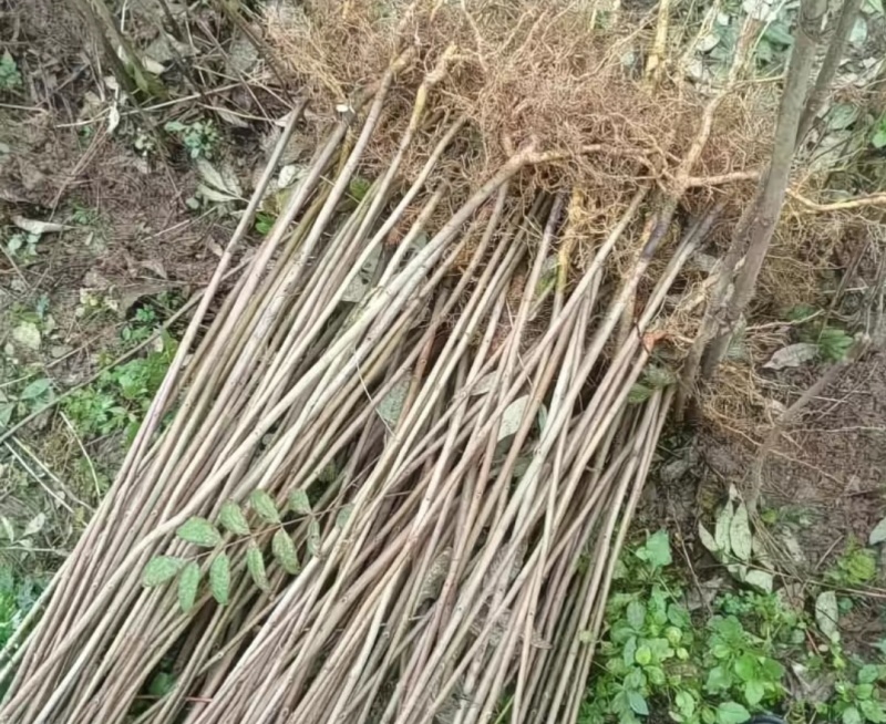 川黄柏苗药用绿化苗自产自销量大价优