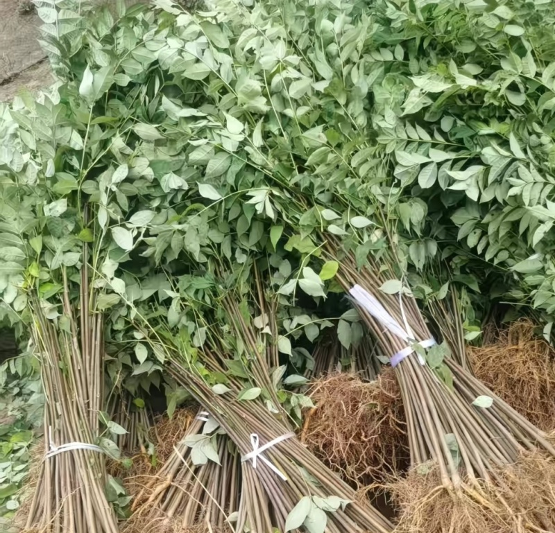 川黄柏苗药用绿化苗自产自销量大价优