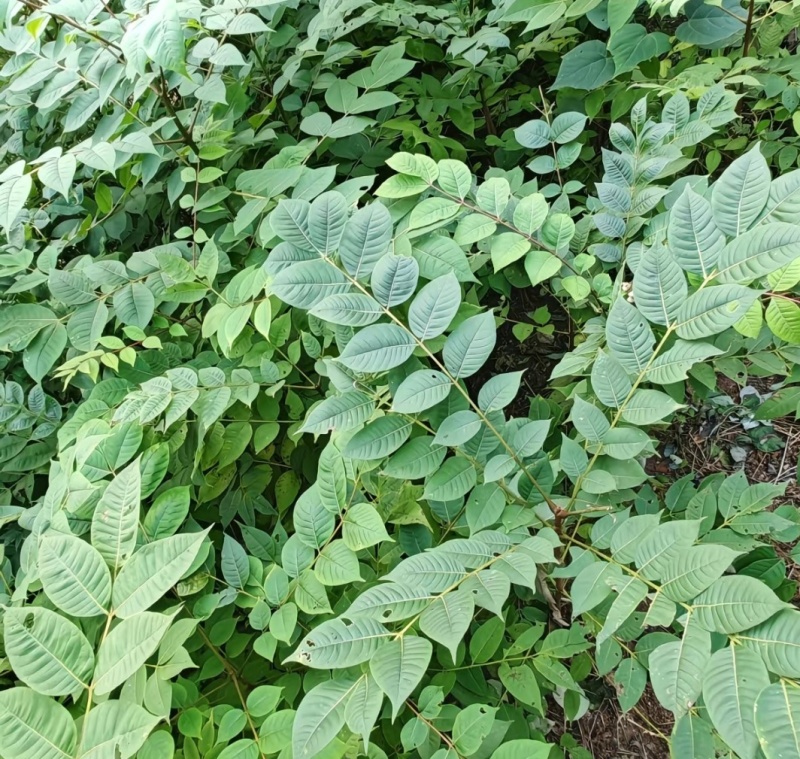 川黄柏苗药用绿化苗自产自销量大价优