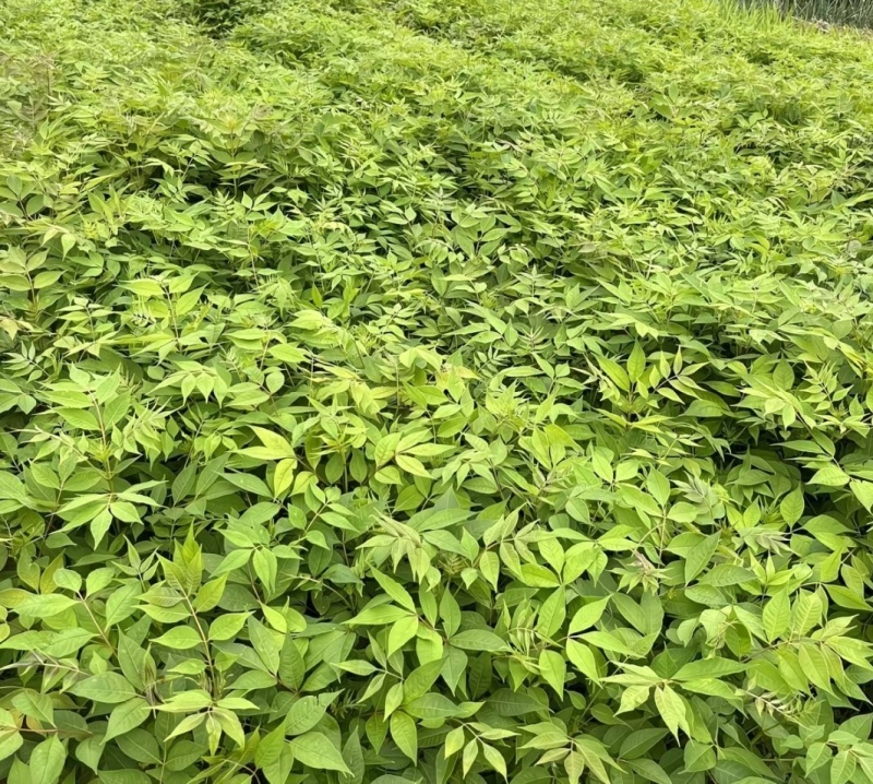 川黄柏苗药用绿化苗自产自销量大价优