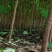 川黄柏苗药用绿化苗自产自销量大价优