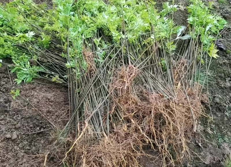 川黄柏苗药用绿化苗自产自销量大价优