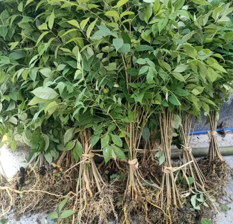 川黄柏苗药用绿化苗自产自销量大价优