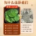 【淫羊藿】甘肃产地淫羊藿/保真保质量/诚信为本/