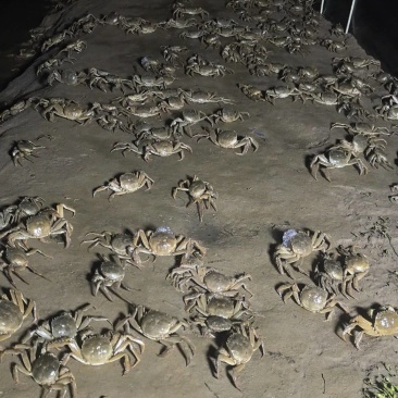 陕西黄河大闸蟹