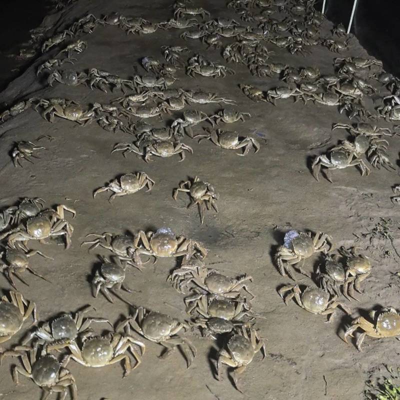 陕西黄河大闸蟹