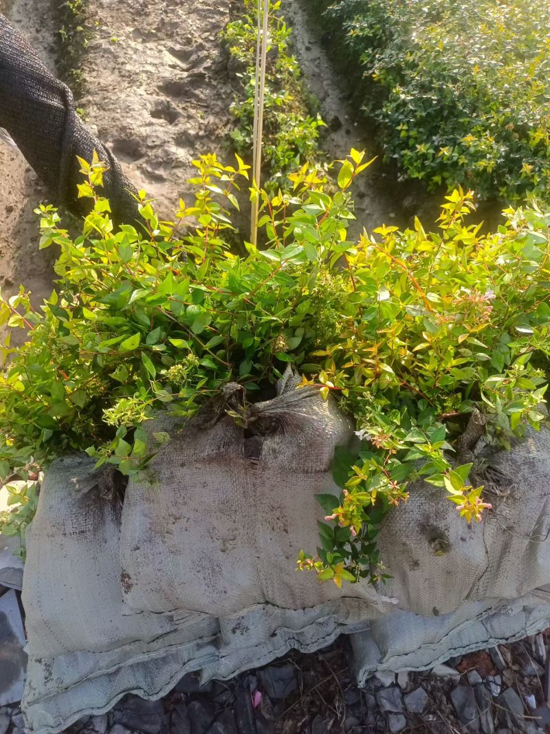 金叶大花六道木大杯基地有量，欢迎来一亩田订购。