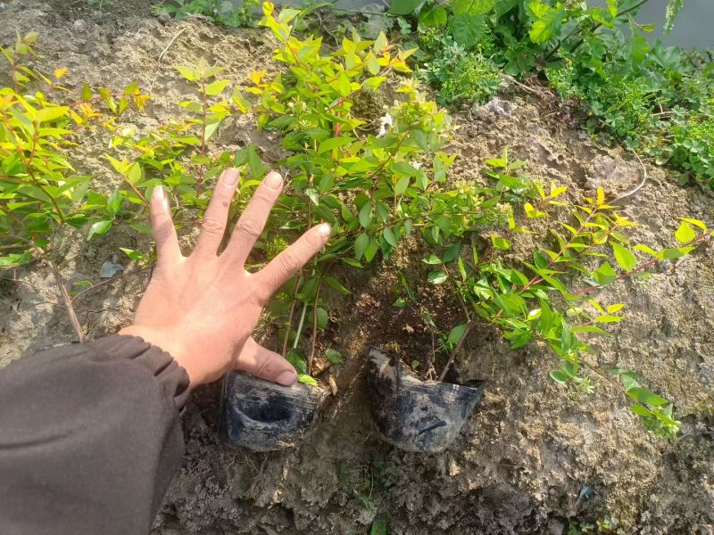 金叶大花六道木大杯基地有量，欢迎来一亩田订购。