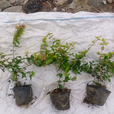 金叶大花六道木大杯基地有量，欢迎来一亩田订购。