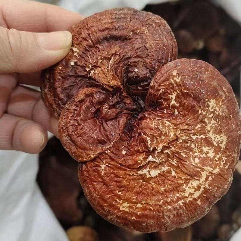 灵芝，赤灵芝，灵芝片赤灵芝个，各种规格产地直发，