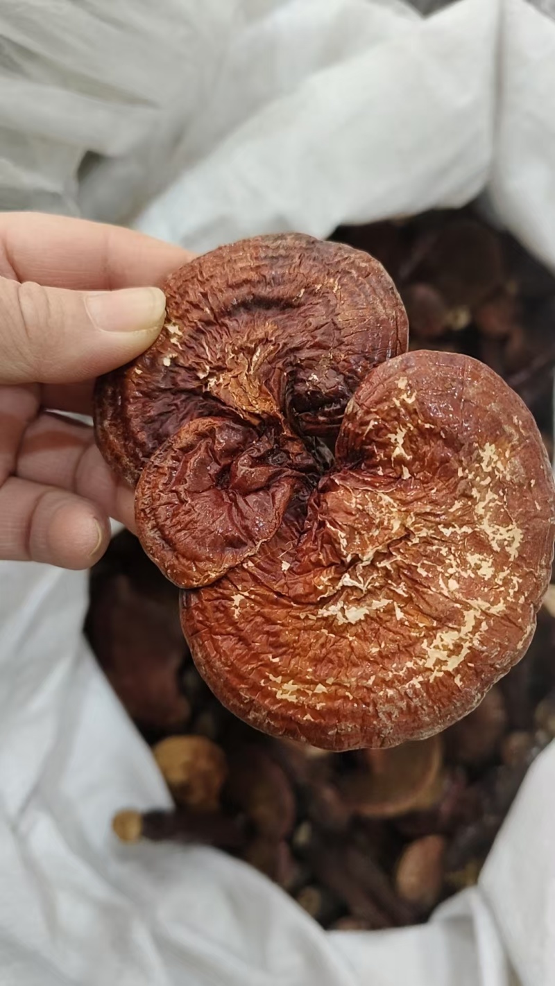 灵芝，赤灵芝，灵芝片赤灵芝个，各种规格产地直发，