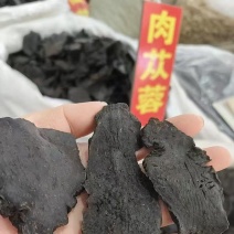 肉苁蓉，软质肉苁蓉，肉苁蓉片，各种规格批发零售