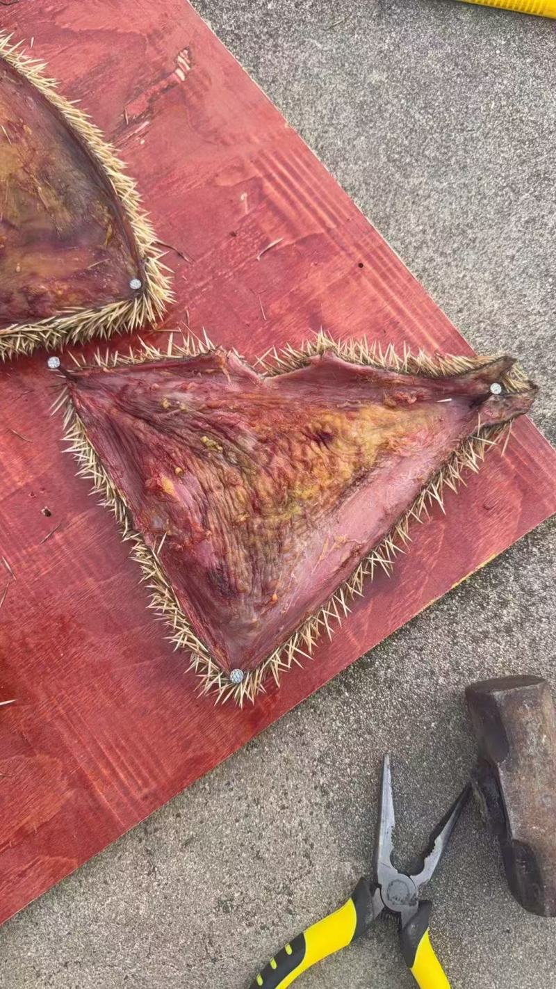 刺猬皮