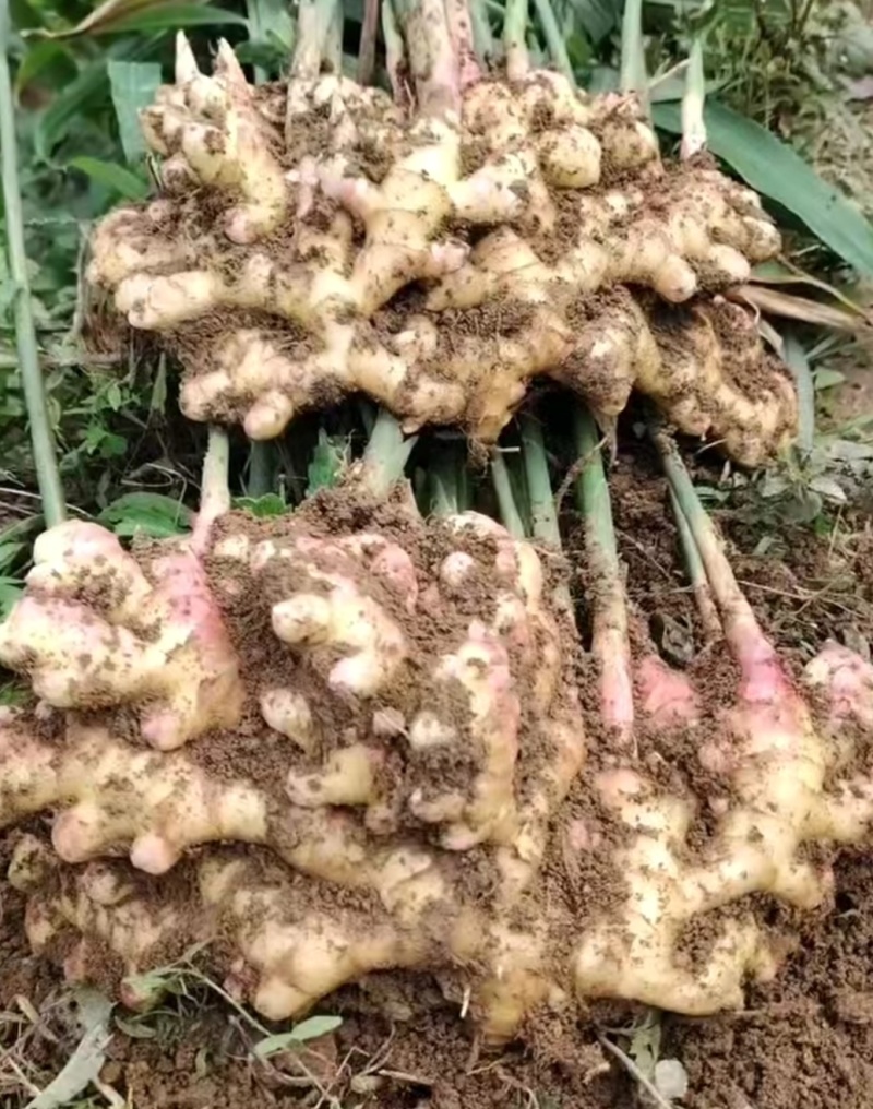 贵州兴仁生姜，