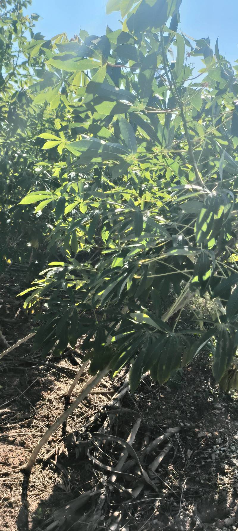淀粉木薯，红木薯