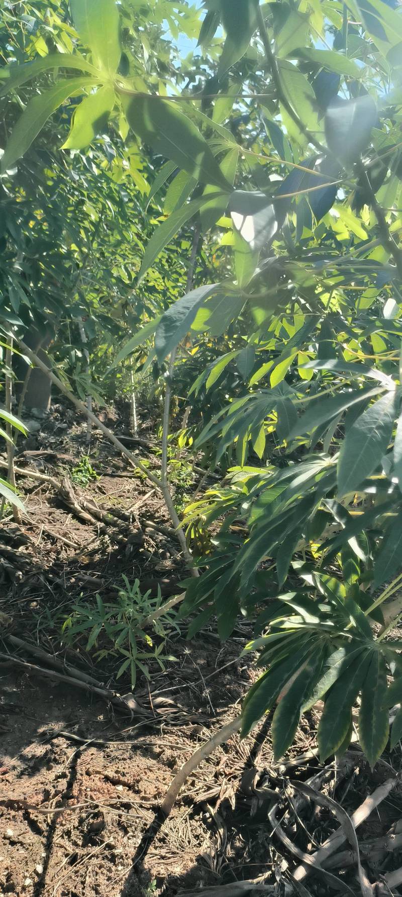 淀粉木薯，红木薯