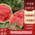 云南西瓜麒麟西瓜产地直发，脆口甘甜，对接商超市场！