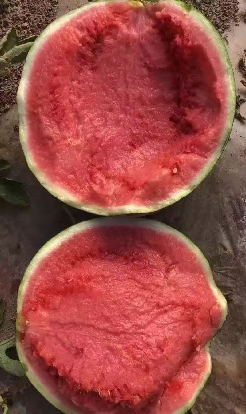 《推荐》美都西瓜产地直发货源充足可视频看货欢迎致电咨询