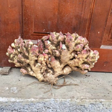 新鲜二黄姜，价格便宜。