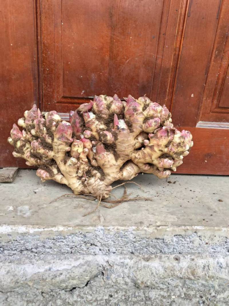 新鲜二黄姜，价格便宜。