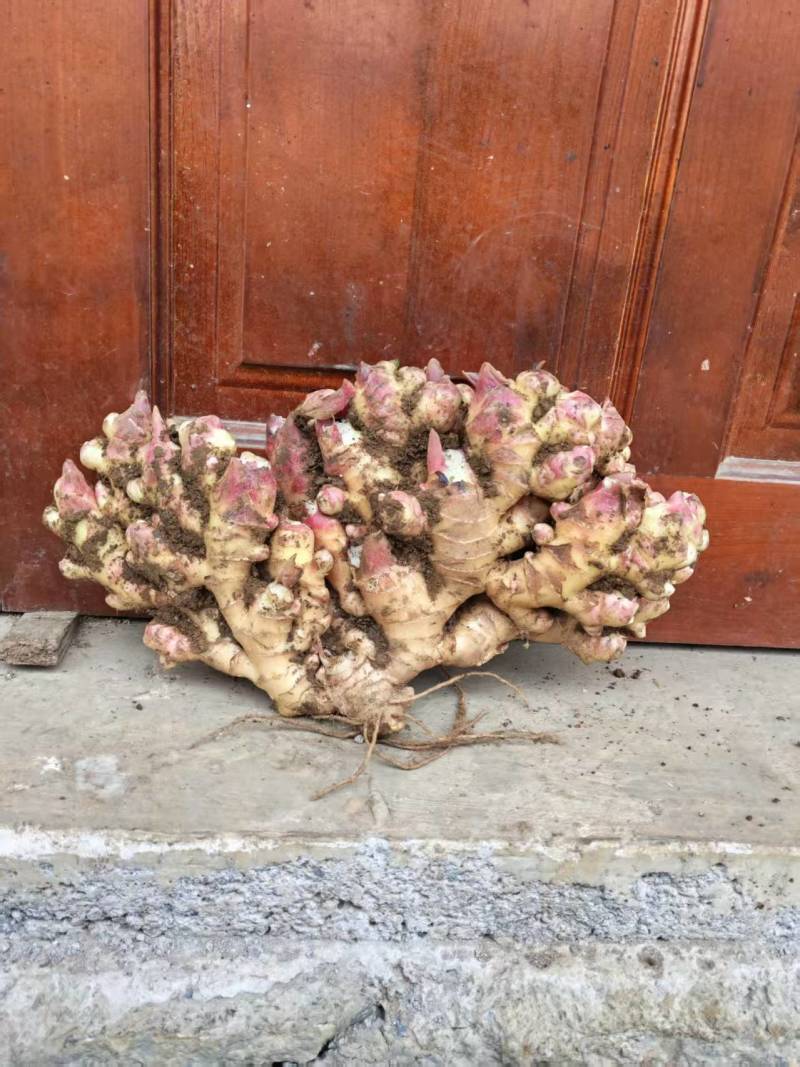 新鲜二黄姜，价格便宜。