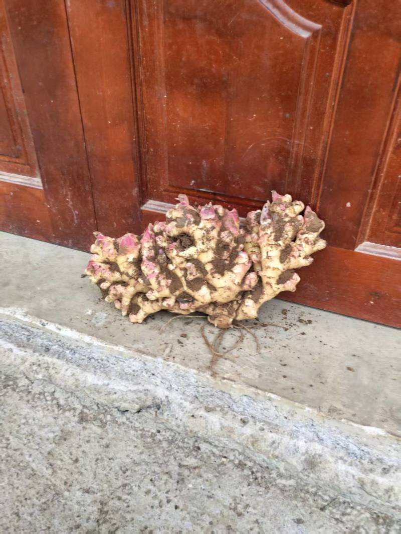 新鲜二黄姜，价格便宜。
