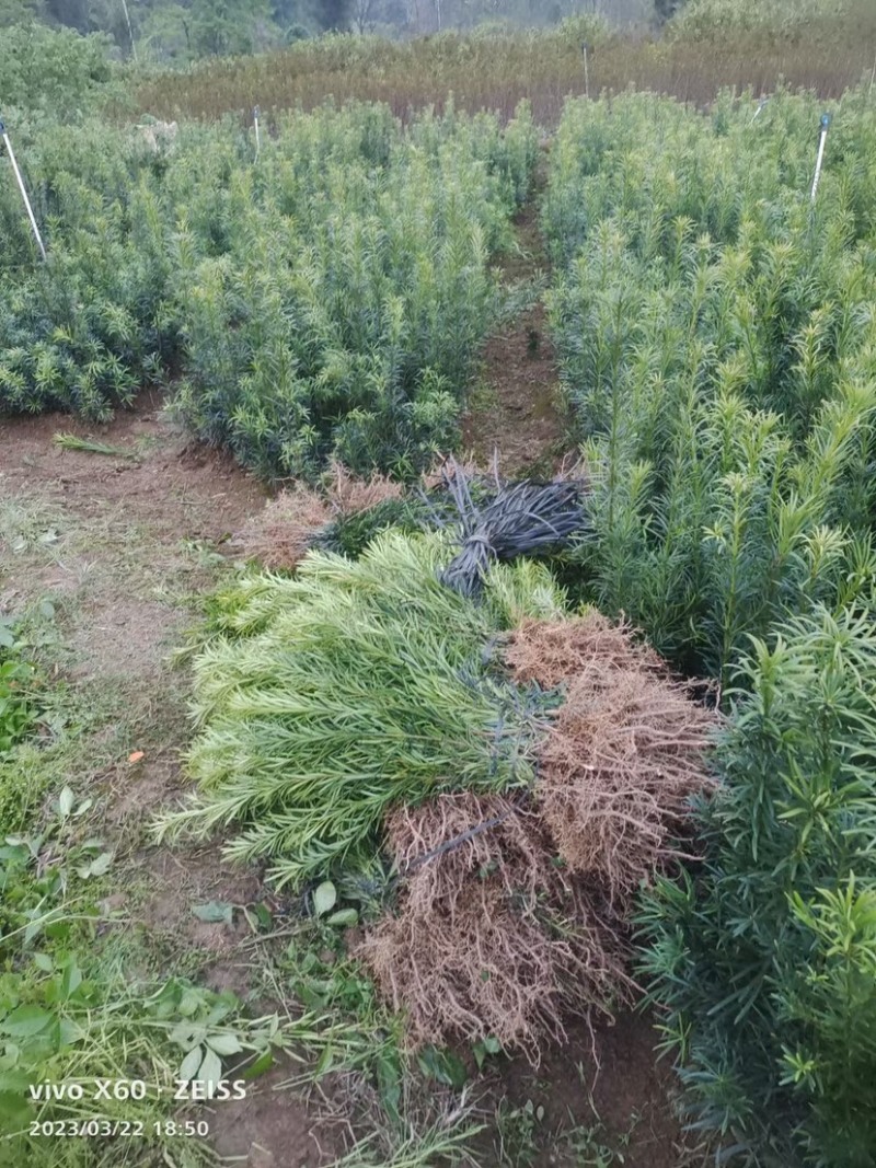 罗汉松米叶罗汉松珍珠罗汉松