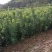 罗汉松米叶罗汉松珍珠罗汉松