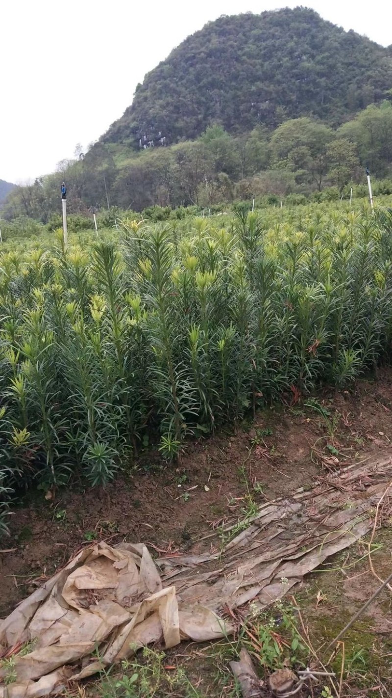 罗汉松米叶罗汉松珍珠罗汉松