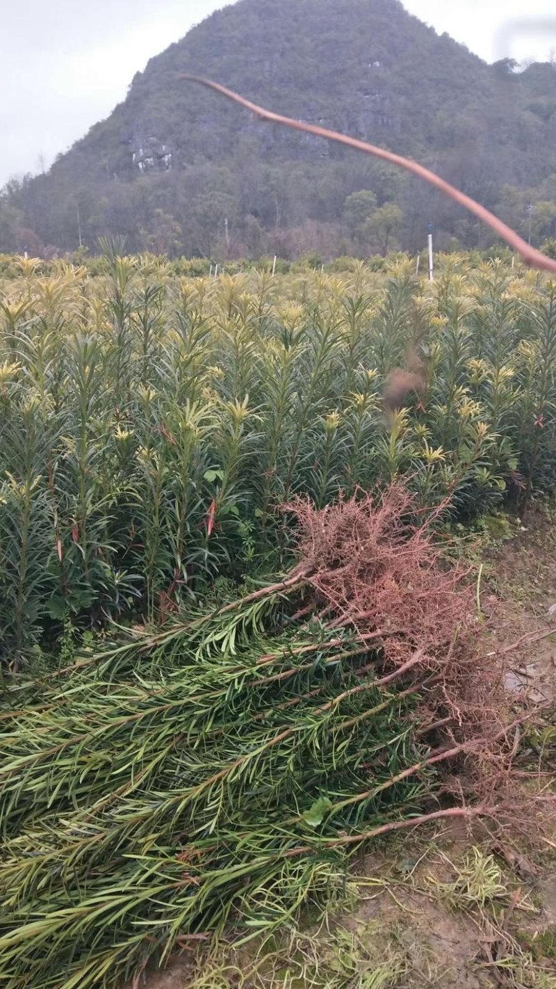 罗汉松米叶罗汉松珍珠罗汉松