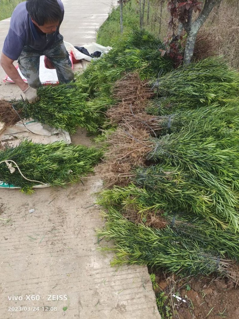 罗汉松米叶罗汉松珍珠罗汉松
