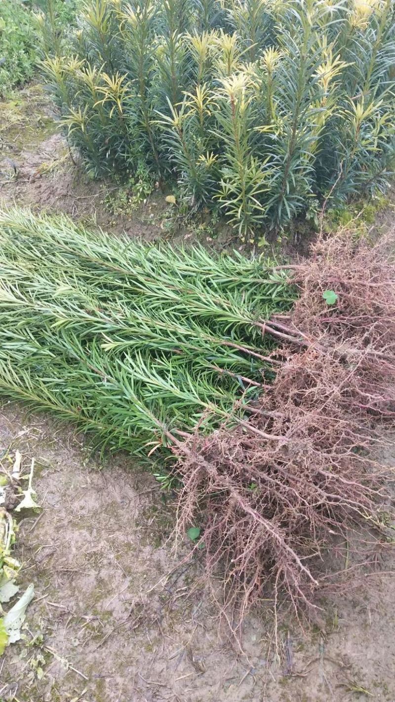 罗汉松米叶罗汉松珍珠罗汉松