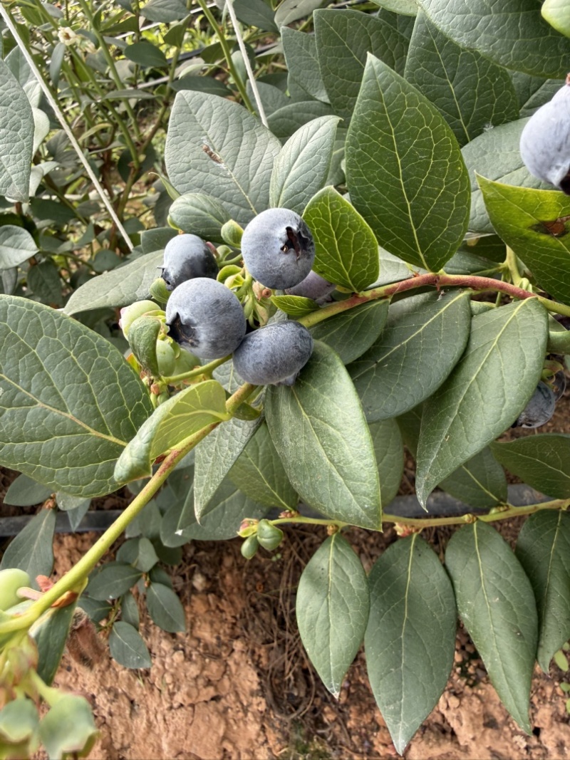 云南高山花香蓝莓