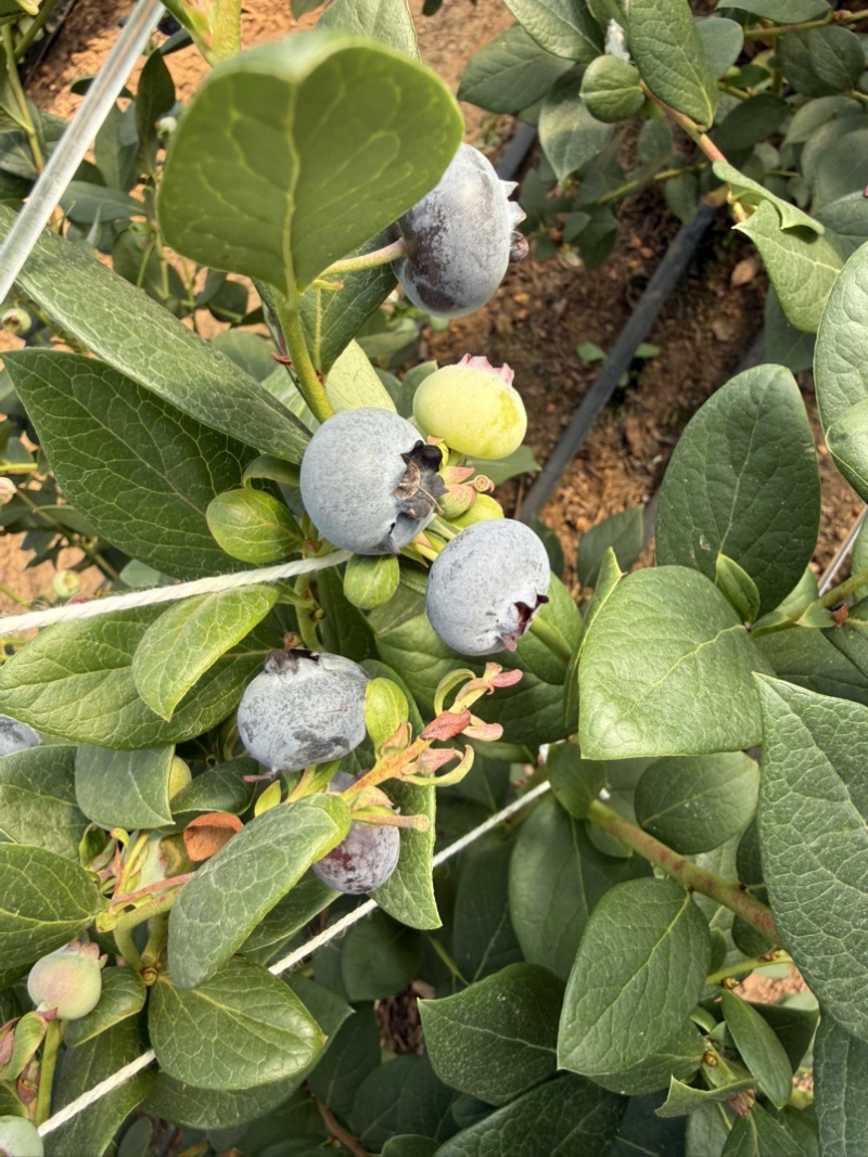 云南高山花香蓝莓
