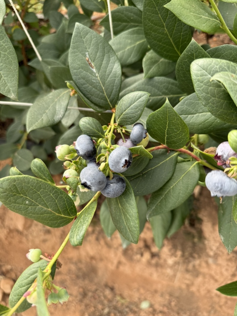 云南高山花香蓝莓