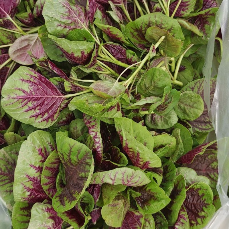长征花红米苋红苋菜种子优质高产耐热耐湿商品性佳农家春夏播