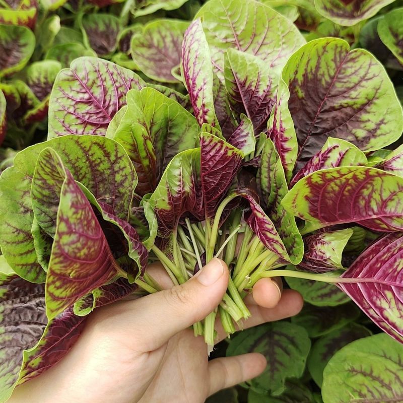 长征花红米苋红苋菜种子优质高产耐热耐湿商品性佳农家春夏播