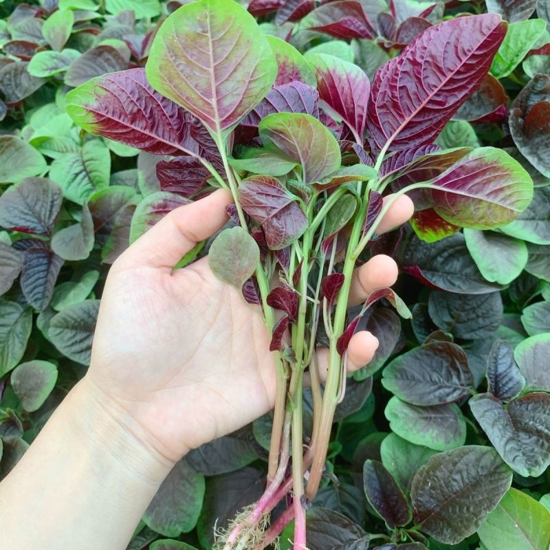 长征花红米苋红苋菜种子优质高产耐热耐湿商品性佳农家春夏播
