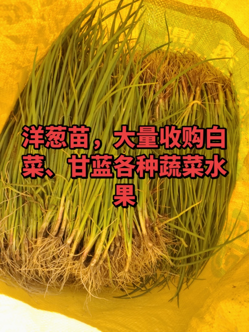 洋葱苗