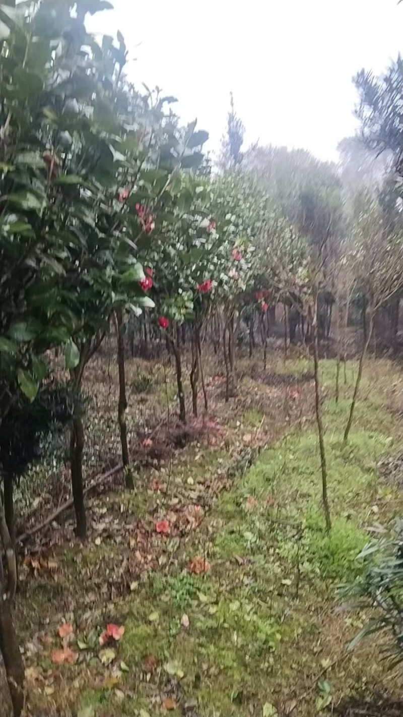 碧桃花苗