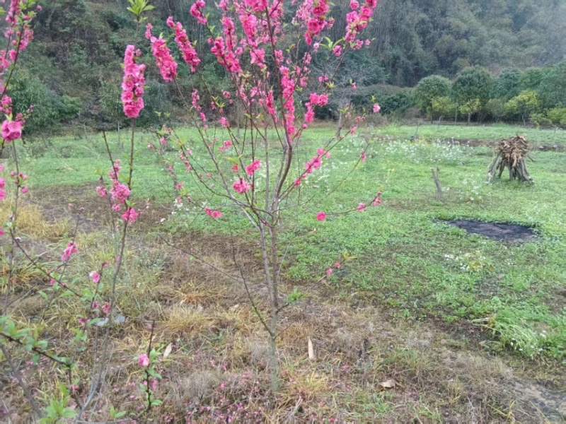 碧桃花苗