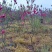 碧桃花苗